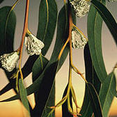 http://www.simplenice.com/hoja_eucalipto2.jpg