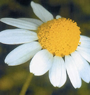 http://www.simplenice.com/manzanilla.jpg