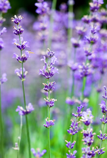 Lavanda