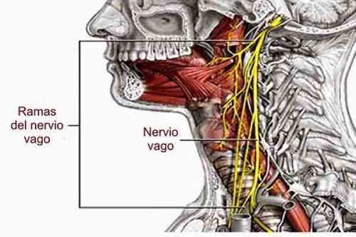 nervio vago